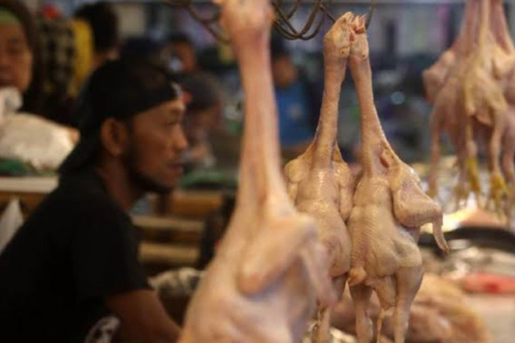 Harga Cabai dan Ayam Hari Ini di Medan 28 Agustus 2026, Pemko Langsung SidakTurun Tangan!