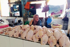 Harga Ayam di Medan Melonjak Naik Rp 50.000 per Kg, Diduga Karena Keterbatasan Pasokan!