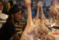Harga Cabai dan Ayam Hari Ini di Medan 28 Agustus 2026, Pemko Langsung SidakTurun Tangan!